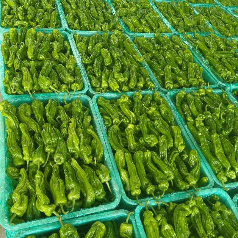 山东特产精品芜湖椒薄皮椒苏椒5号大量上市中颜色绿亮发全国