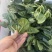 红根趴地菠菜