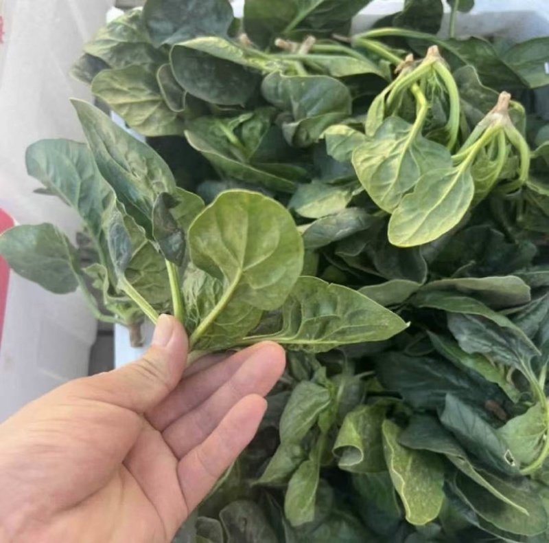 红根趴地菠菜