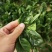 红根趴地菠菜