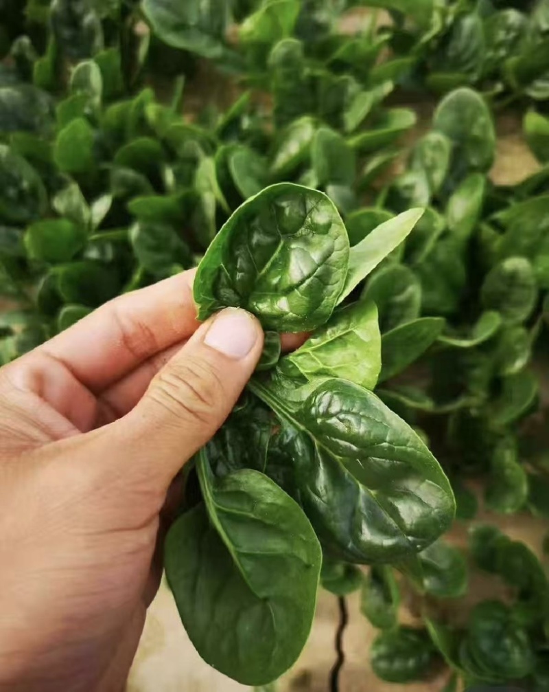 红根趴地菠菜