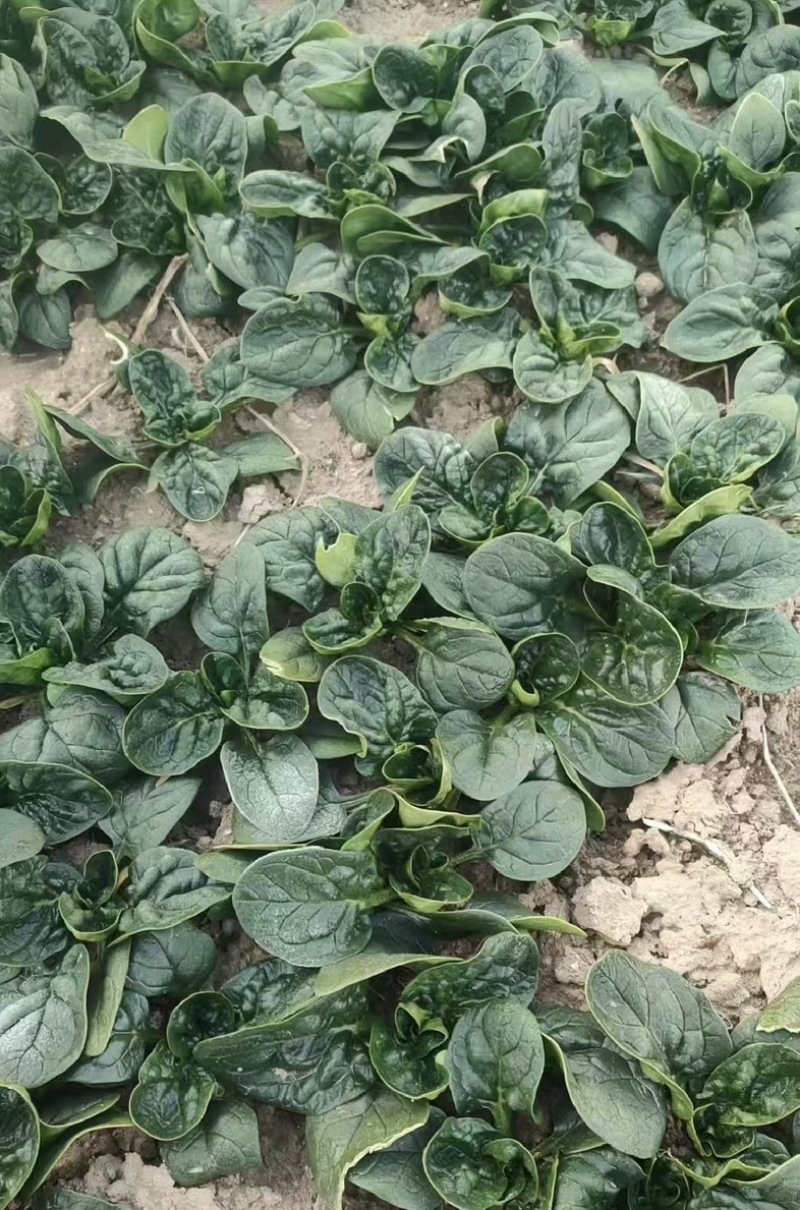 红根趴地菠菜