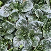 红根趴地菠菜