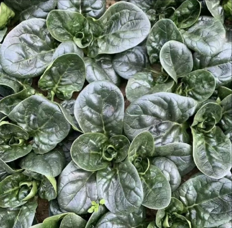 红根趴地菠菜