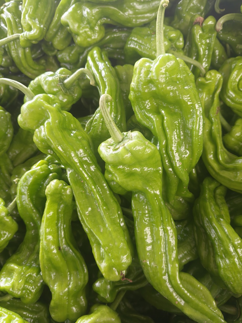 山东特产精品芜湖椒薄皮椒苏椒5号大量上市中颜色绿亮发全国