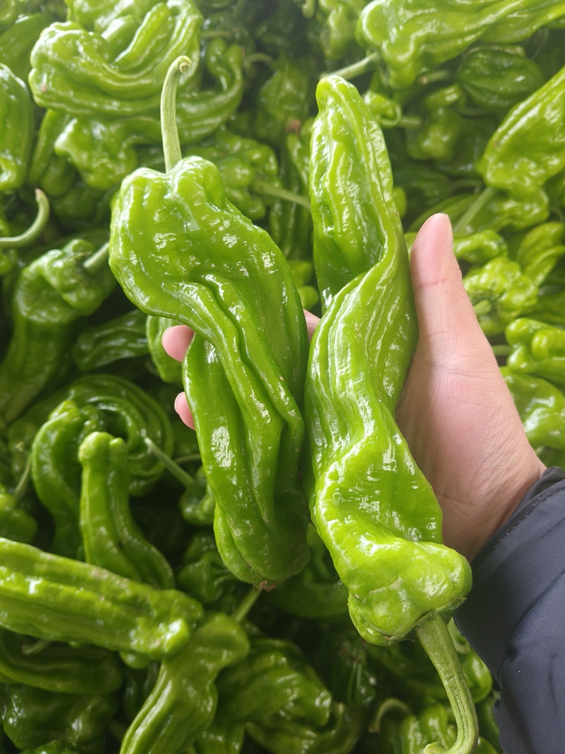 山东特产精品芜湖椒薄皮椒苏椒5号大量上市中颜色绿亮发全国