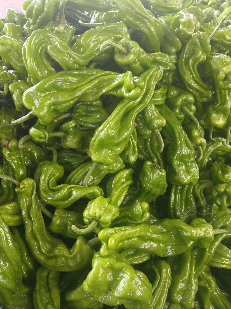 山东特产精品芜湖椒薄皮椒苏椒5号大量上市中颜色绿亮发全国