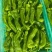 山东特产精品芜湖椒薄皮椒苏椒5号大量上市中颜色绿亮发全国