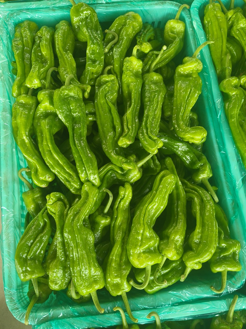 山东特产精品芜湖椒薄皮椒苏椒5号大量上市中颜色绿亮发全国