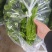 山东特产精品芜湖椒薄皮椒苏椒5号大量上市中颜色绿亮发全国