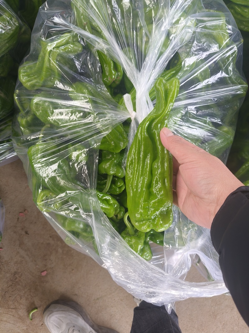 山东特产精品芜湖椒薄皮椒苏椒5号大量上市中颜色绿亮发全国
