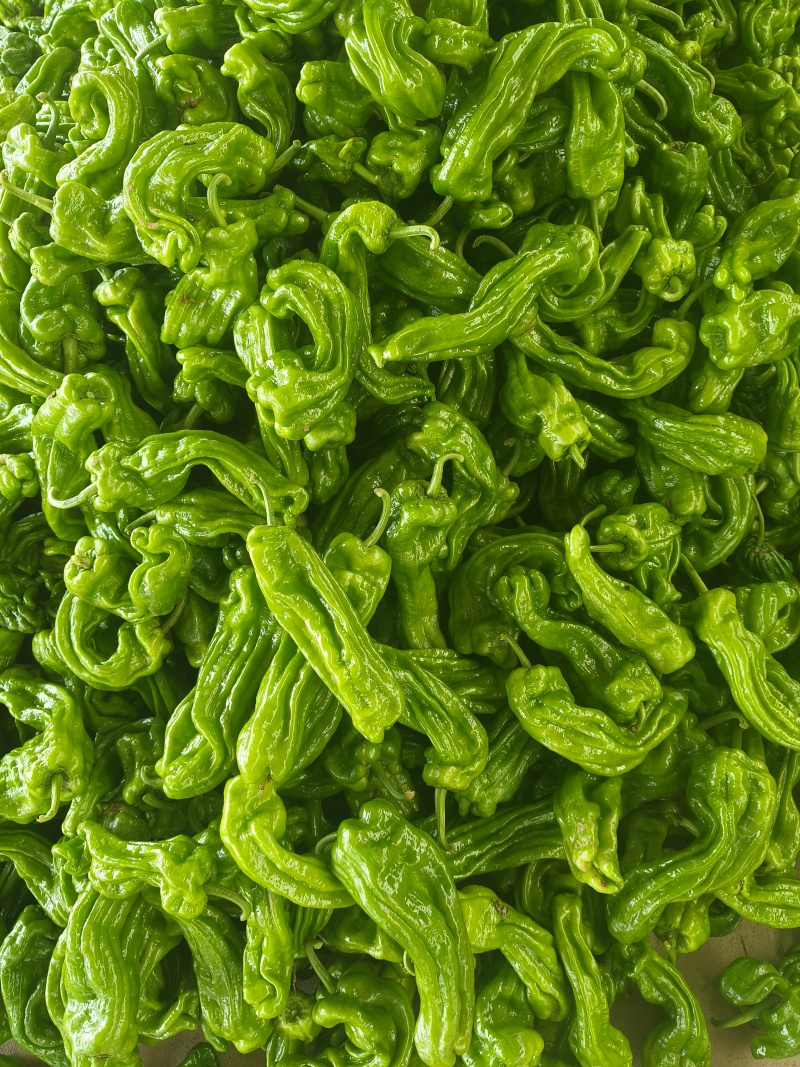 山东特产精品芜湖椒薄皮椒苏椒5号大量上市中颜色绿亮发全国