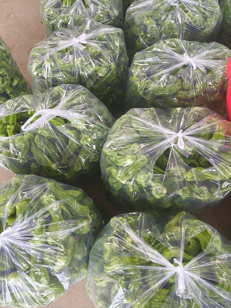 山东特产精品芜湖椒薄皮椒苏椒5号大量上市中颜色绿亮发全国