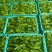 山东特产精品芜湖椒薄皮椒苏椒5号大量上市中颜色绿亮发全国
