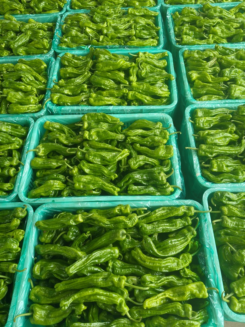 山东特产精品芜湖椒薄皮椒苏椒5号大量上市中颜色绿亮发全国