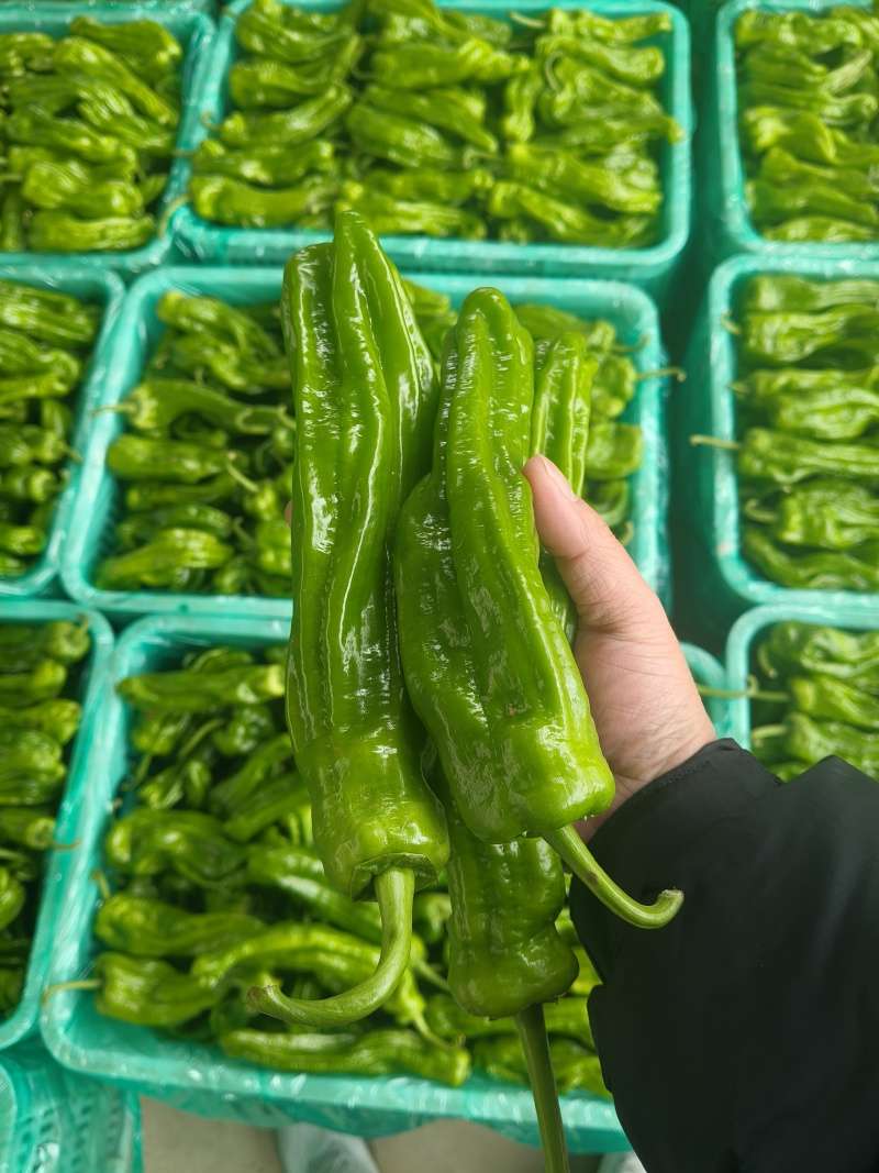 山东特产精品芜湖椒薄皮椒苏椒5号大量上市中颜色绿亮发全国