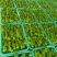 山东特产精品芜湖椒薄皮椒苏椒5号大量上市中颜色绿亮发全国