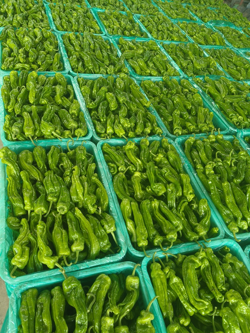 山东特产精品芜湖椒薄皮椒苏椒5号大量上市中颜色绿亮发全国