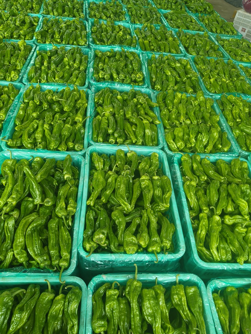 山东特产精品芜湖椒薄皮椒苏椒5号大量上市中颜色绿亮发全国