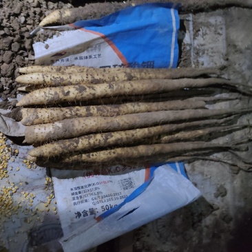 长山优质细毛山药