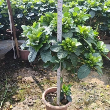 栀子花