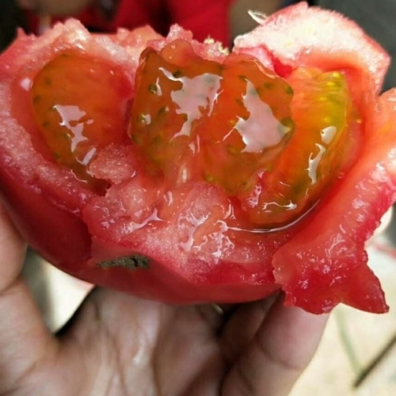 普罗旺斯水果西红柿