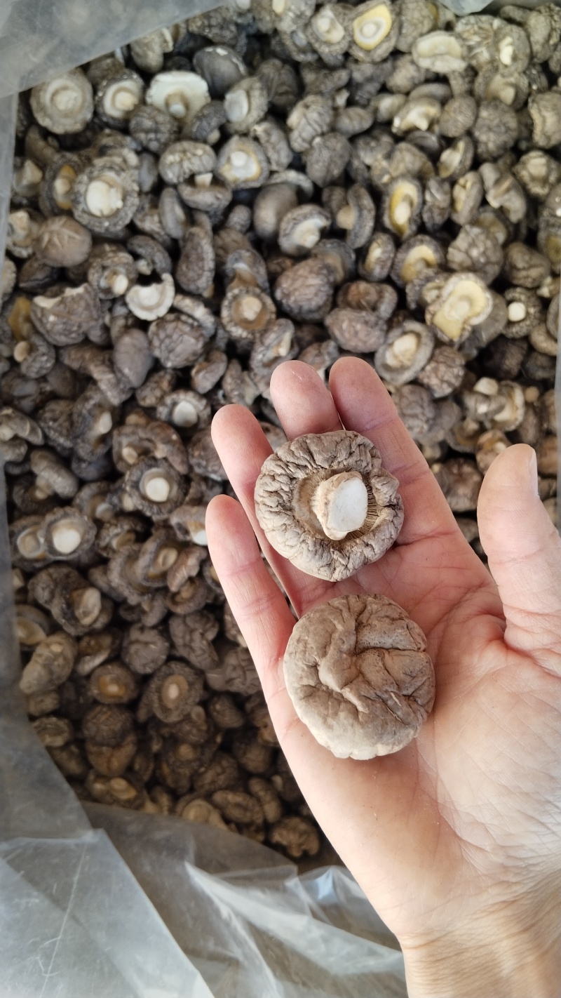 a特级干香菇3-4批发零售高品好货粤东热销花菇板菇