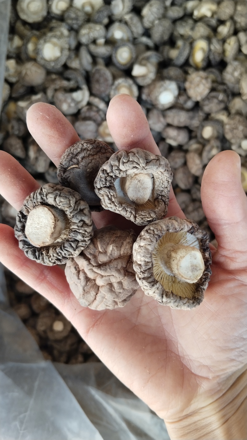 a特级干香菇3-4批发零售高品好货粤东热销花菇板菇