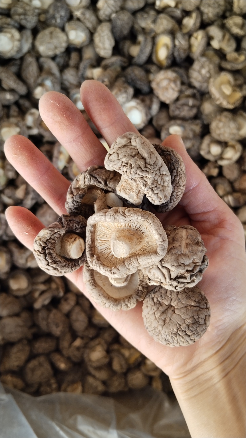 a特级干香菇3-4批发零售高品好货粤东热销花菇板菇