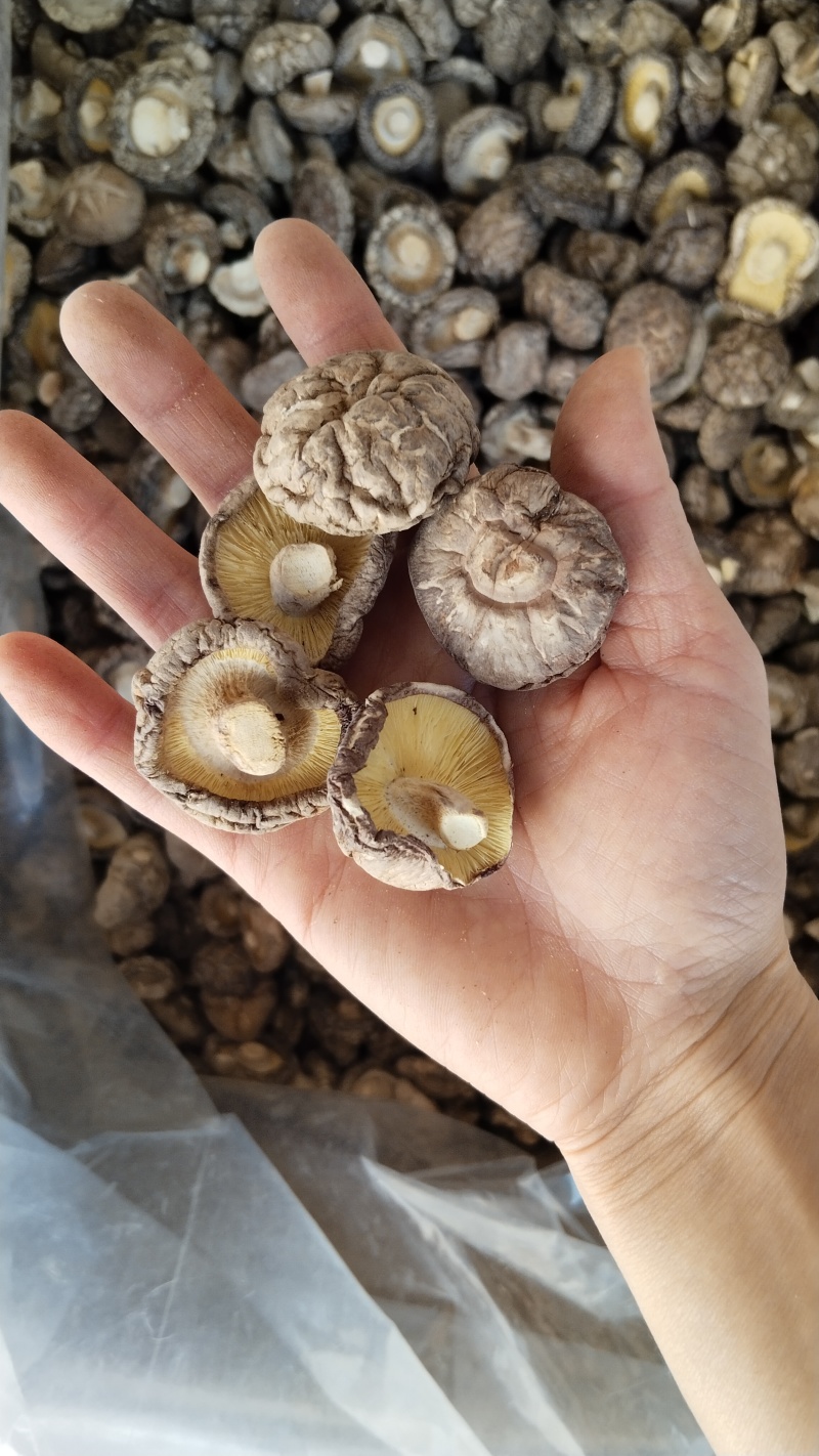 a特级干香菇3-4批发零售高品好货粤东热销花菇板菇