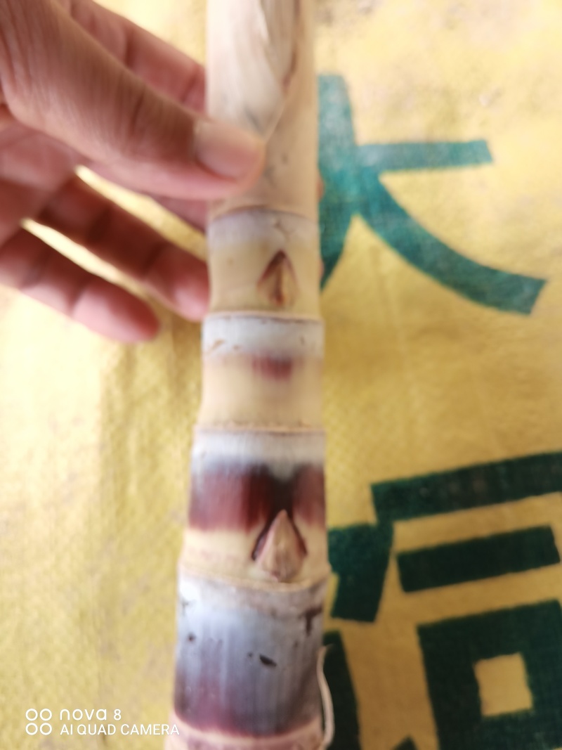 甘蔗种
