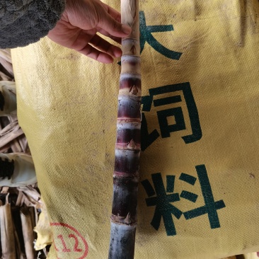 甘蔗种