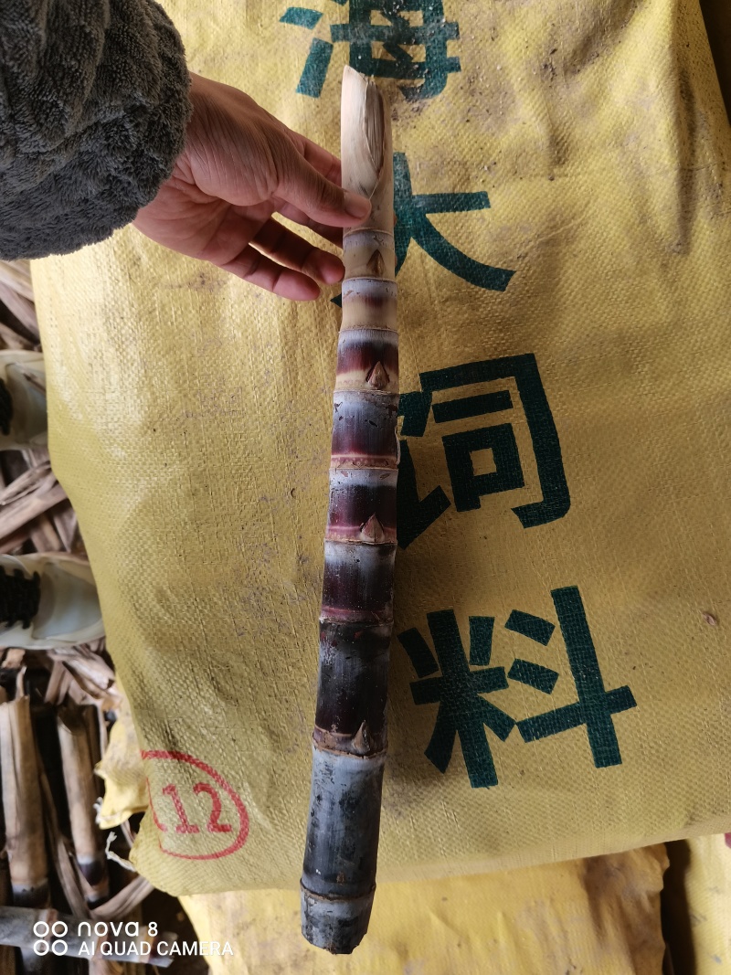 甘蔗种