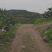 四川不知火丑橘产地一手货源自家种植大量上市欢迎实地考察