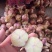 弥渡红皮大蒜2026年新鲜上市
