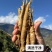 当归24小时在线选购我们只提供正品一手货源