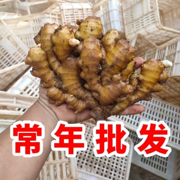 【推荐】高姐姜业常年供应小黄姜可做出口外贸市场批发