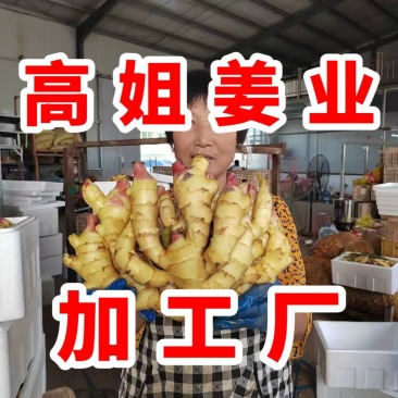 【推荐】高姐姜业常年批发大黄姜可做出口外贸市场批发