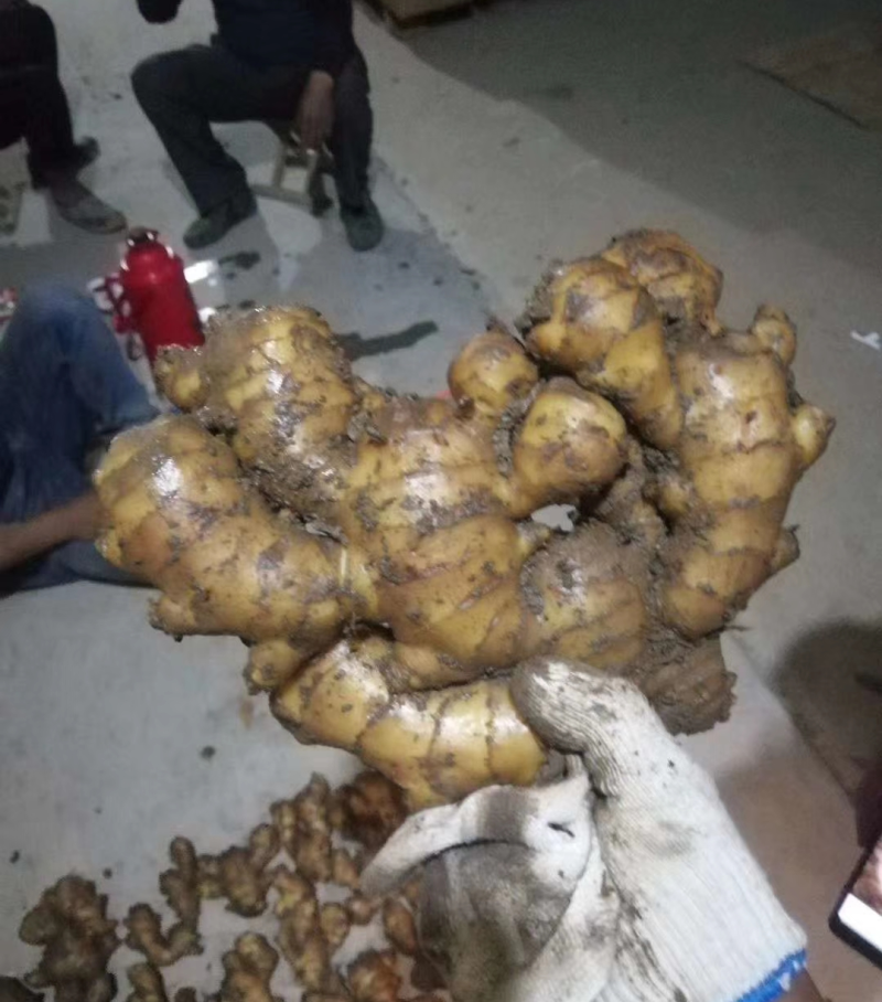 【推荐】高姐姜业常年批发大黄姜可做出口外贸市场批发