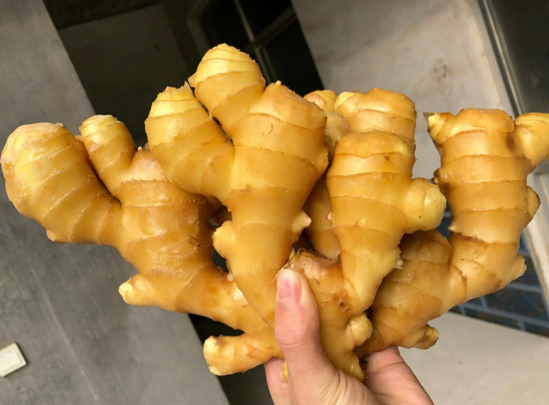 【推荐】高姐姜业常年批发大黄姜可做出口外贸市场批发