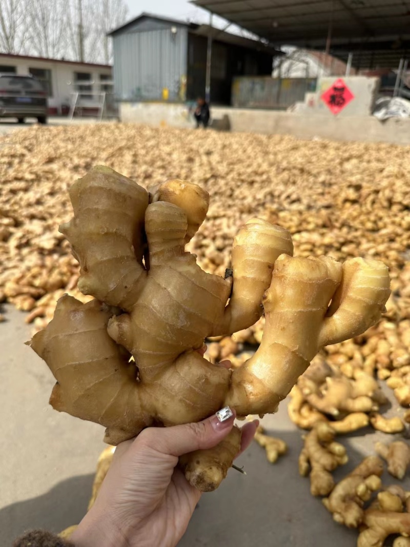 【推荐】高姐姜业常年批发大黄姜可做出口外贸市场批发