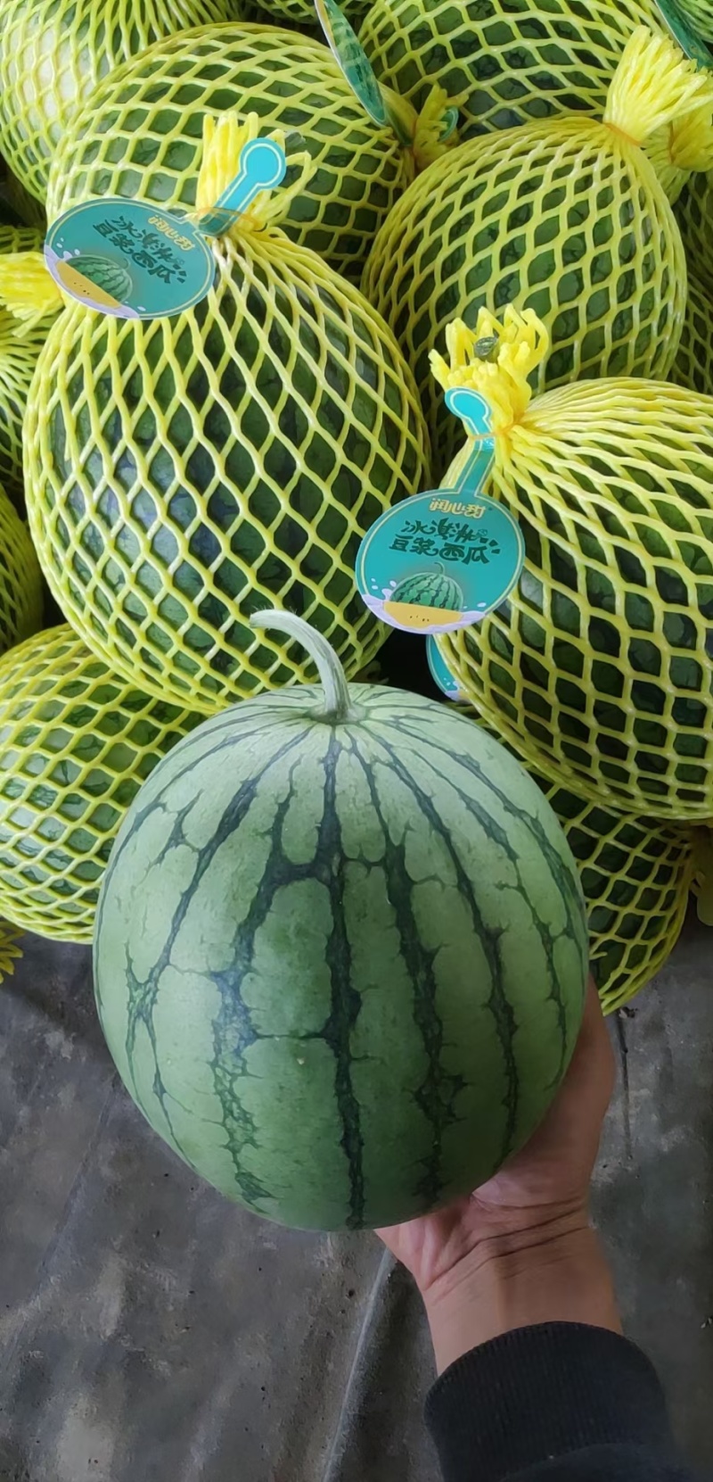 特小凤西瓜黄壤西瓜台农种植电商超市市场售后无忧