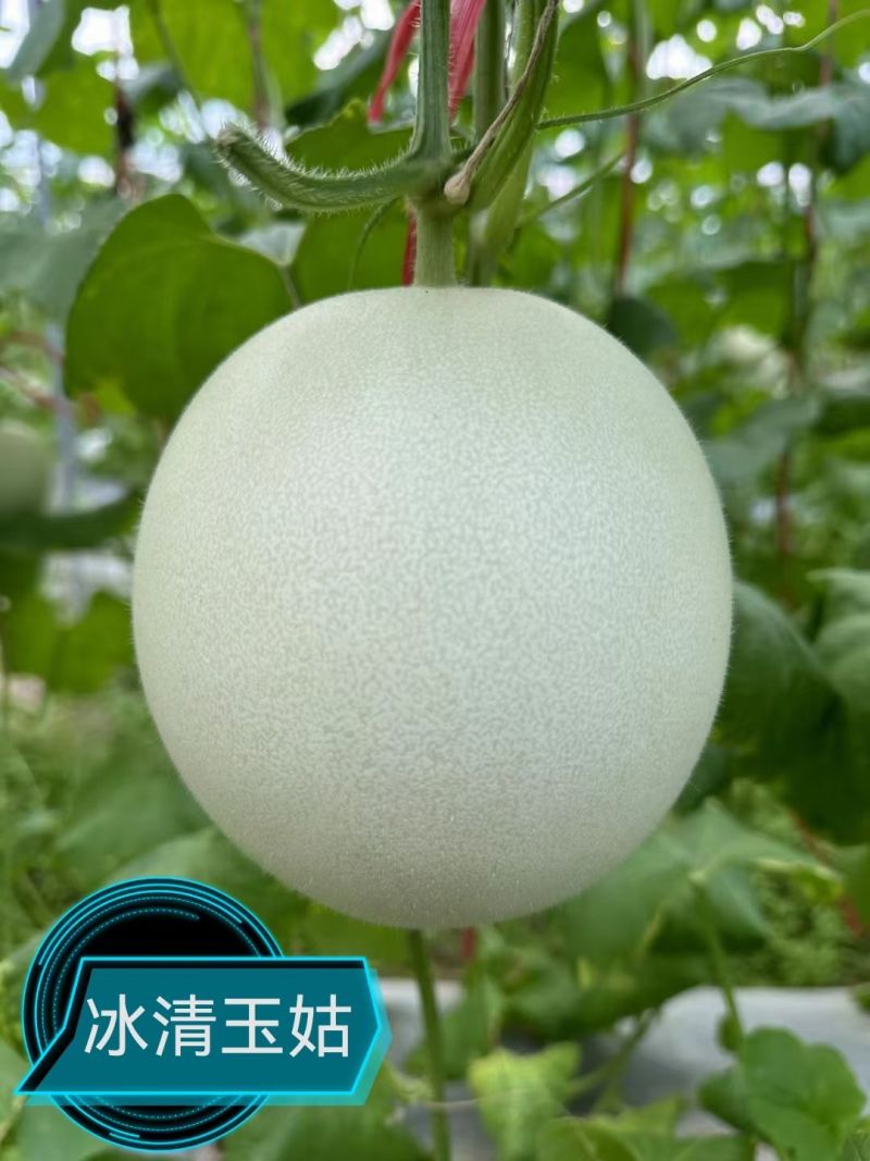神奥花牛黑皮西瓜种子中晚熟薄皮大果不空心抗病能力强