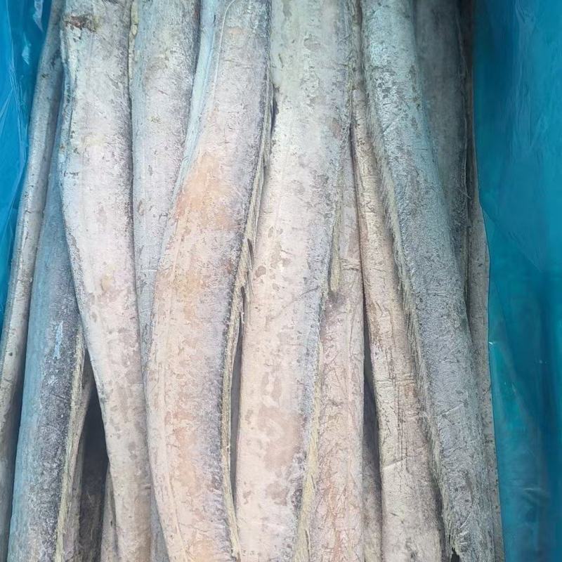 山东带鱼新鲜上市，对接市场，档口，商超，品质保障量大从优