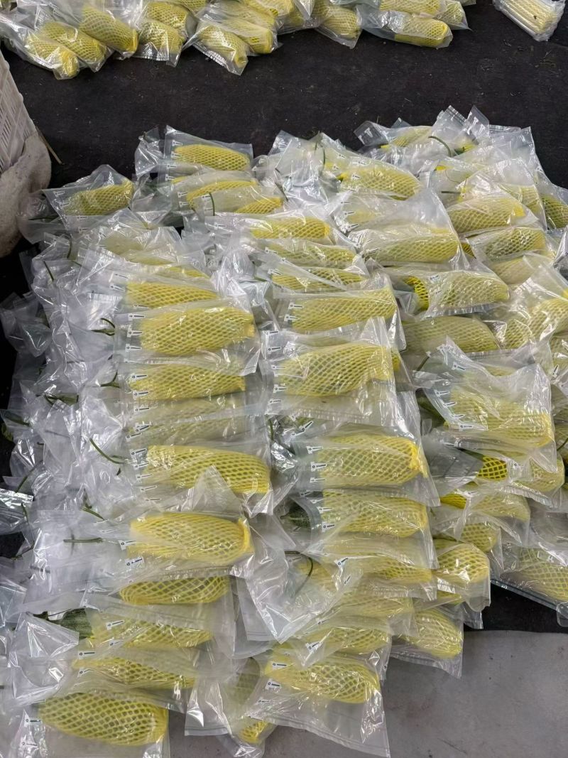 山东羊角蜜甜瓜大量现货供应，一件代发，品质保证可视频看货