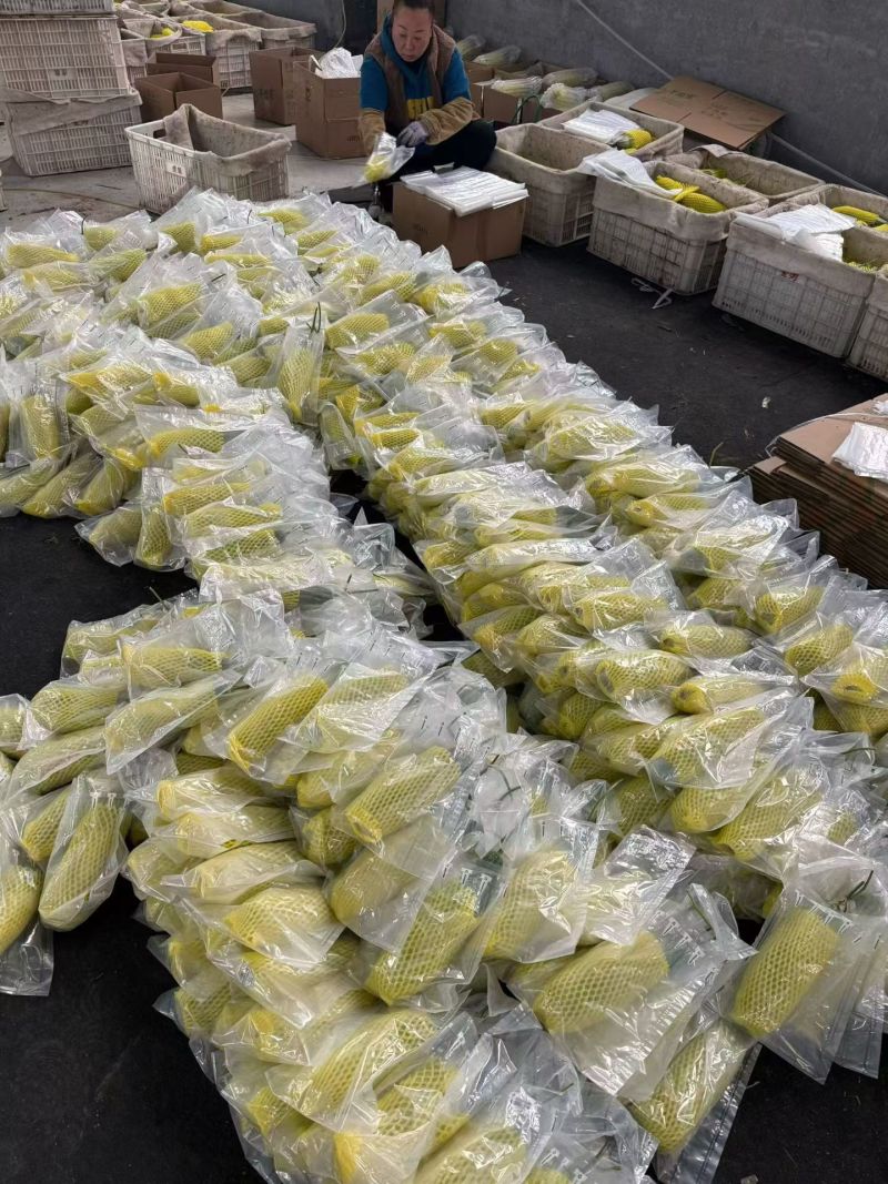 山东羊角蜜甜瓜大量现货供应，一件代发，品质保证可视频看货