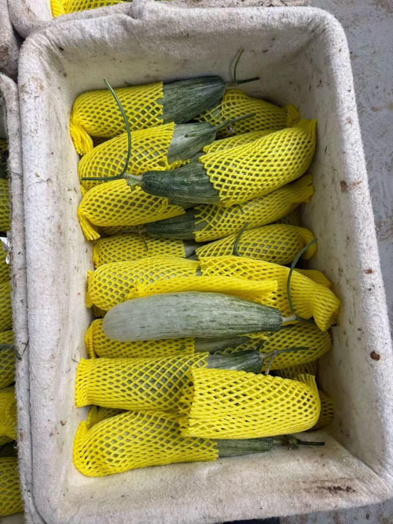 山东羊角蜜甜瓜大量现货供应，一件代发，品质保证可视频看货