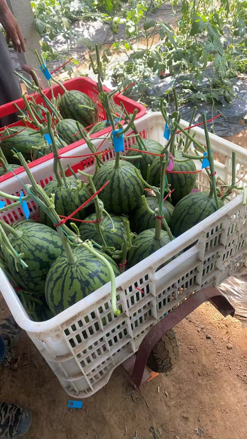 【推荐】精品2k小糖丸西瓜大量上市品质保证量大从优
