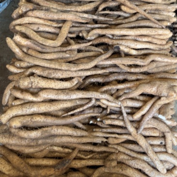 铁棍山药
