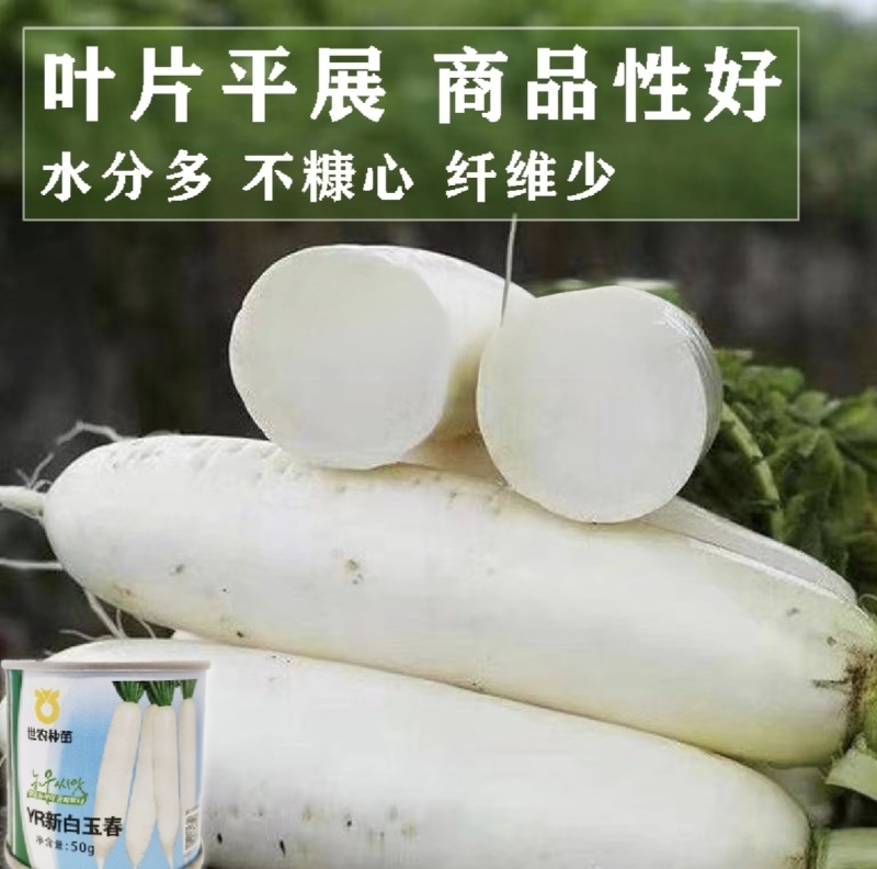 世农YR新白玉春花叶白萝卜